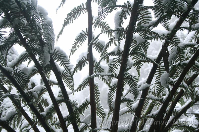 Snow on tree ferns, Sassafras IMG_7604.JPG